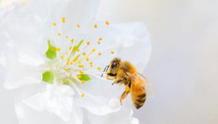 zakila handitzeko apiterapia