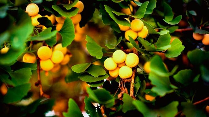 Ginkgo biloba zakilaren hazkundearen pizgarria da